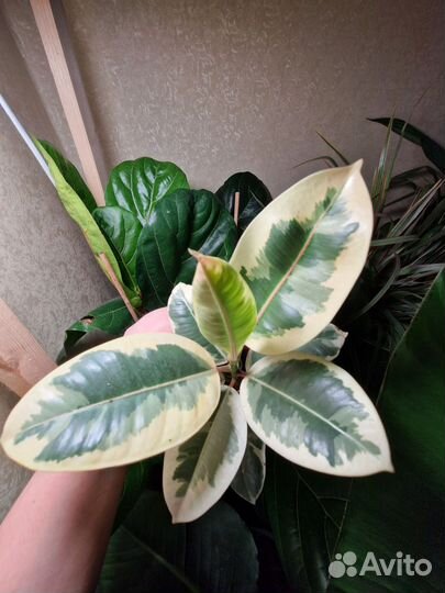 Фикус Тинеке