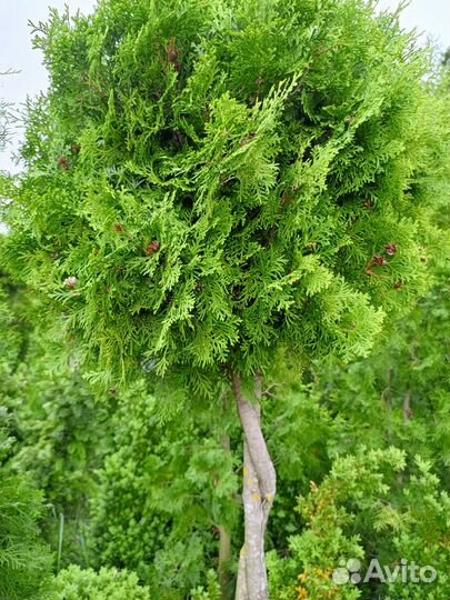 Туя западная, форма шаровидная стриженная