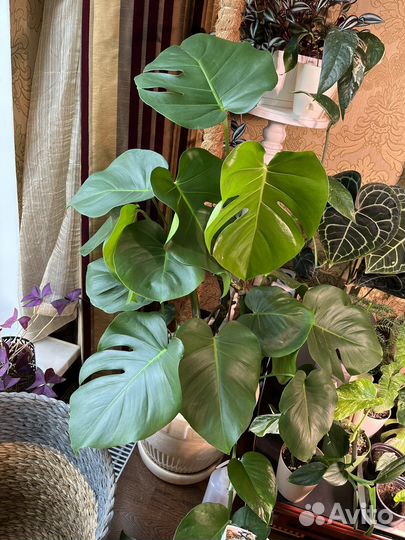 Взрослая монстера в керамическом горшке