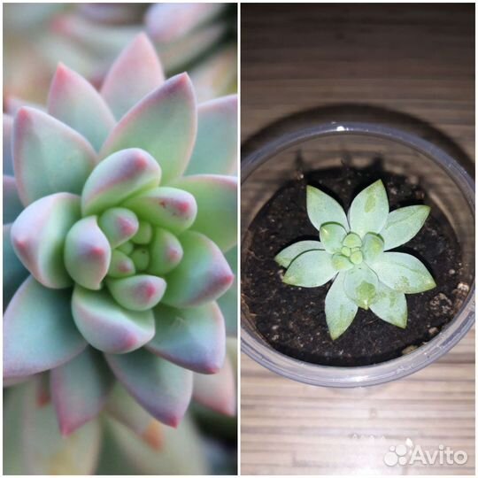 Суккуленты