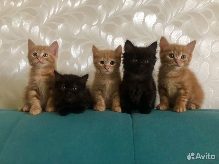 Котята в добрые руки даром