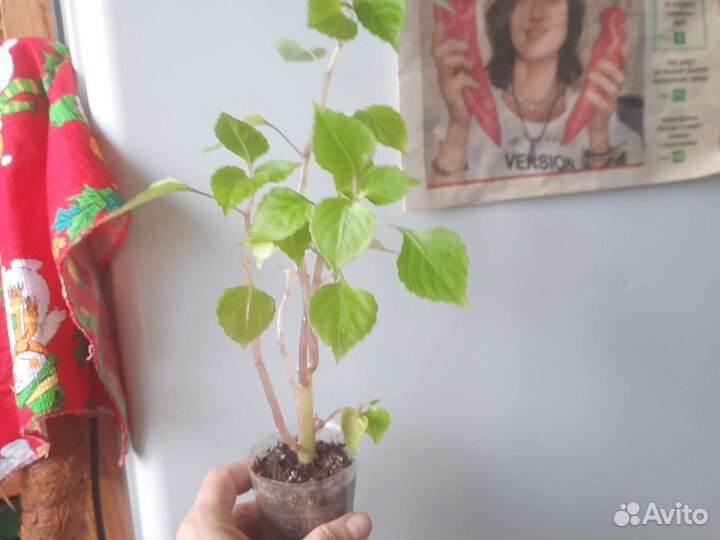 Бальзамин махровый гибрид/м.Отрадное