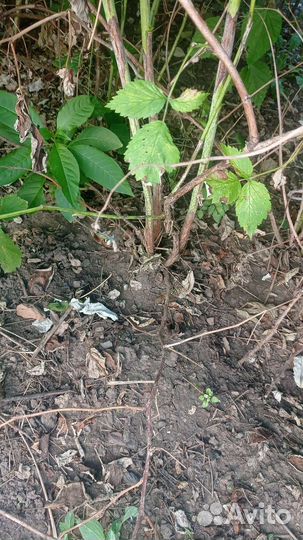 Саженцы малины гигант московский