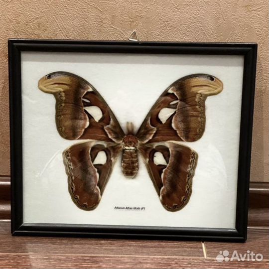 Бабочка Attacus atlas, или павлиноглазка, самка