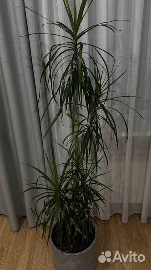 Пальма драцена