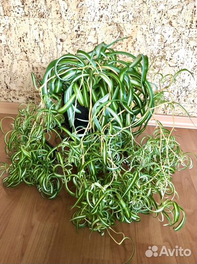 Хлорофитум сорт Бонни