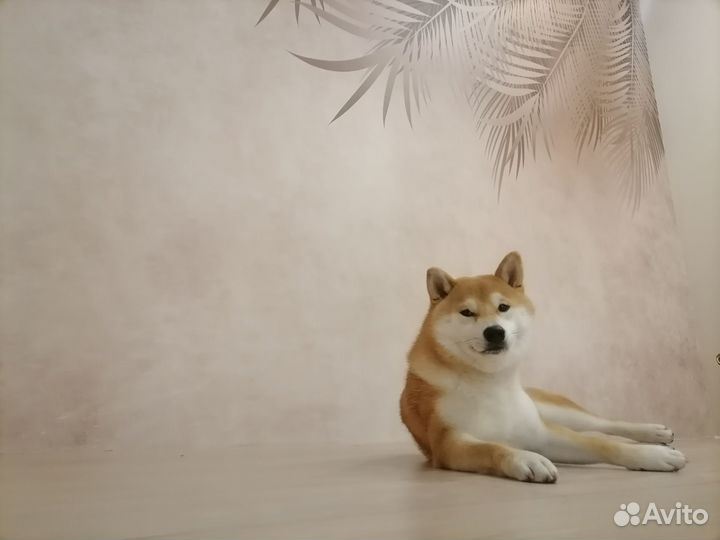 Вязка сиба ину