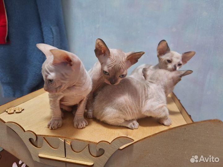 Котята велюр Донской сфинкс