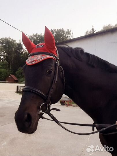 Комплект крутой амуниции для лошади