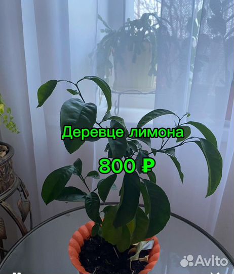 Комнатные растения цветы ижевск