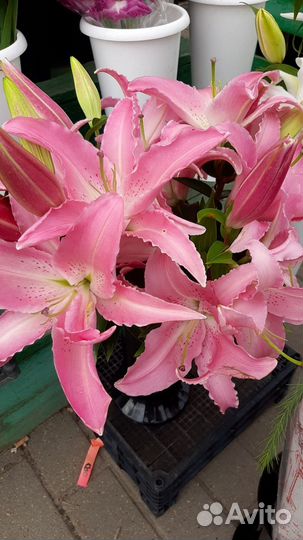 Цветы срезка Букеты Лилии Розы