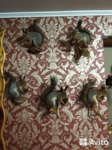 Чучело белок