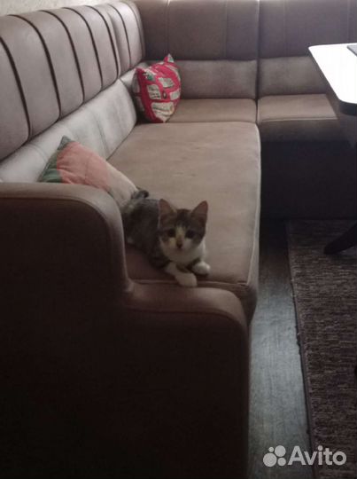 Кошечка в добрые руки