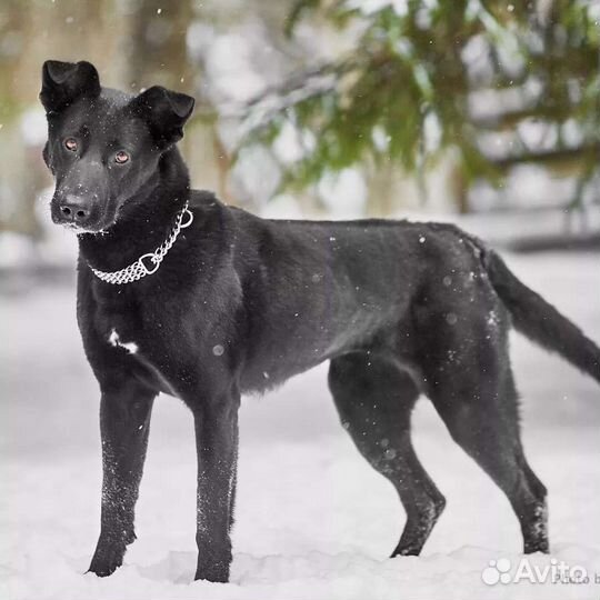 Собака метис