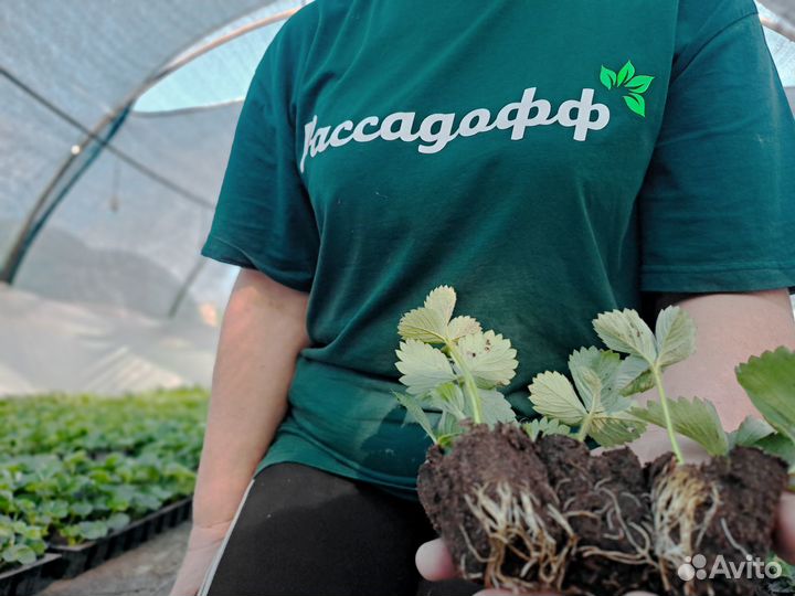 Рассада клубники. Крупная ягода