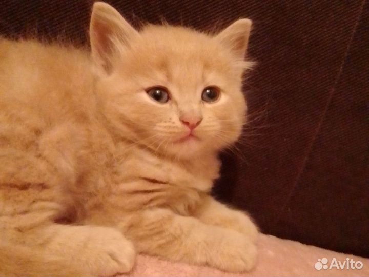 Шотландский Котенок Мальчик