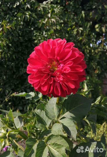 Клубни георгин