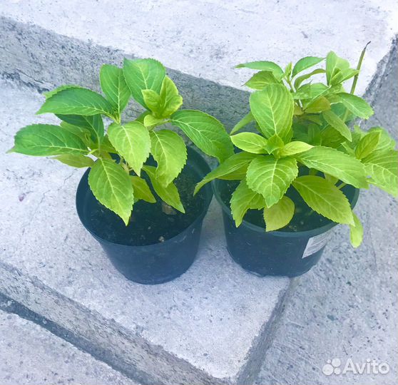 Гортензия крупнолистовая