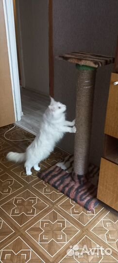 Передержка домашних животных