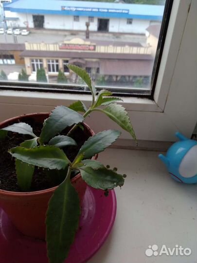 Каланхоэ лечебное