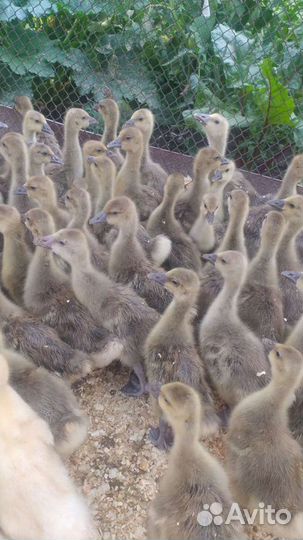 Гусята крупно серый