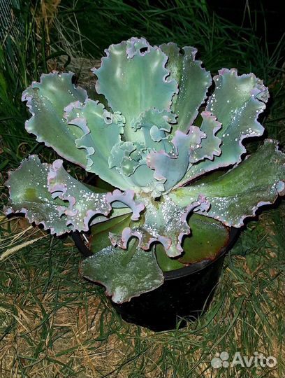 Красула Овата+ детка эхеверии Takasago No Okinа