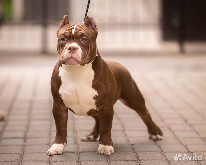 Амбулли покет