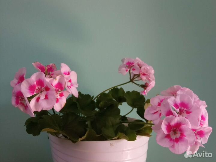 Пеларгония герань