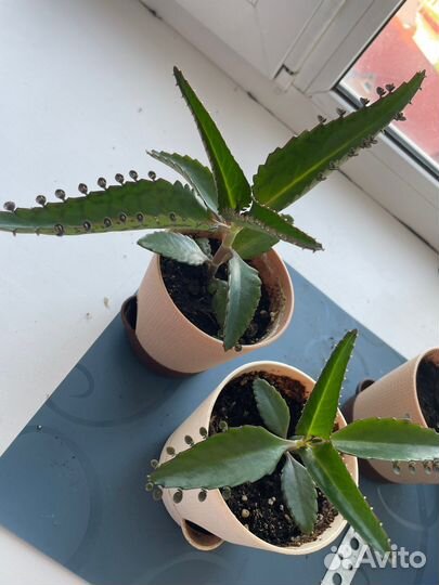 Хирург без ножа