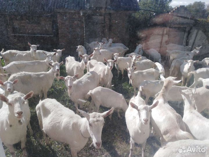 Молоко козье. Доставка бесплатно