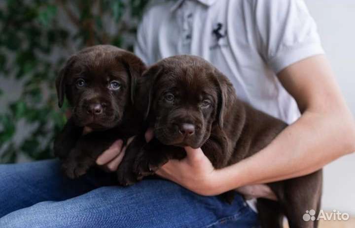 Щенки лабрадора