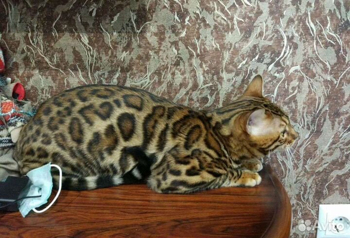 Бенгальский кот