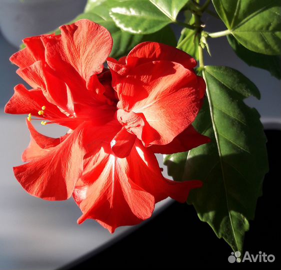 Большой цветок в горшке / Китайская роза