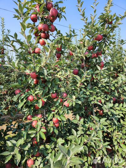 Яблоки сорта Джерамин