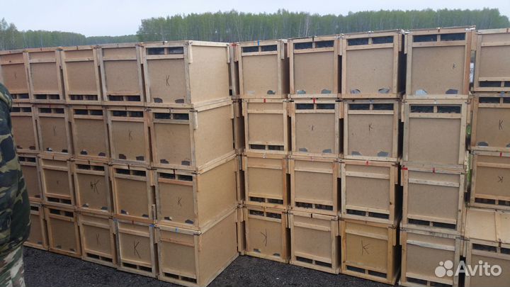 Пчелы матки карпатка