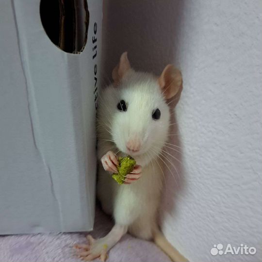 Крысята бесплатно