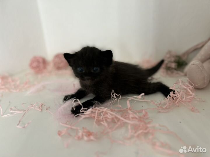 Котята малыши