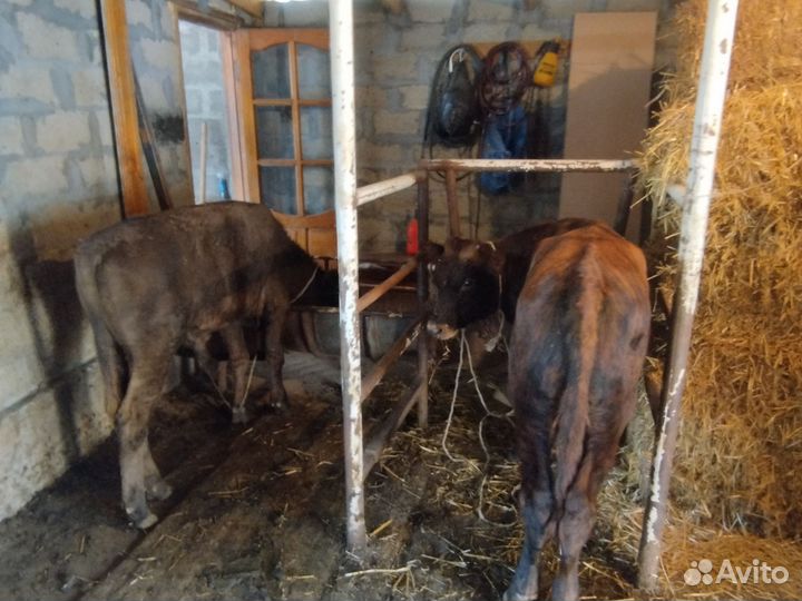 Телята бычки