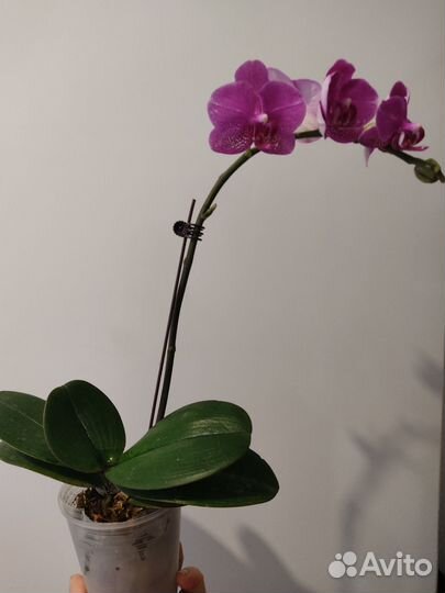 Орхидея фаленопсис