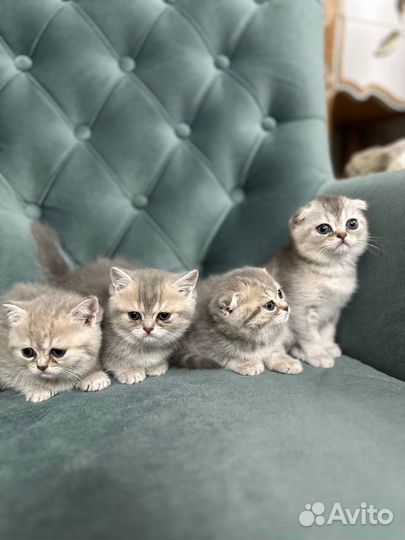 Шотландская