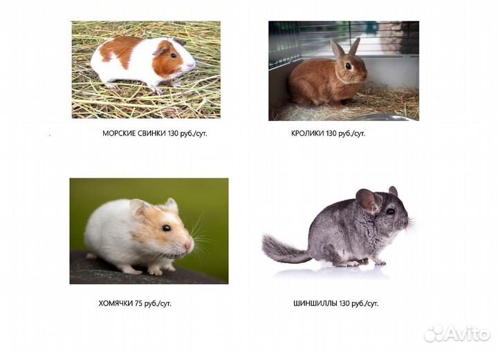 Передержка животных