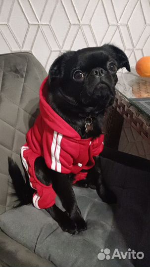 Пти брабансон вязка