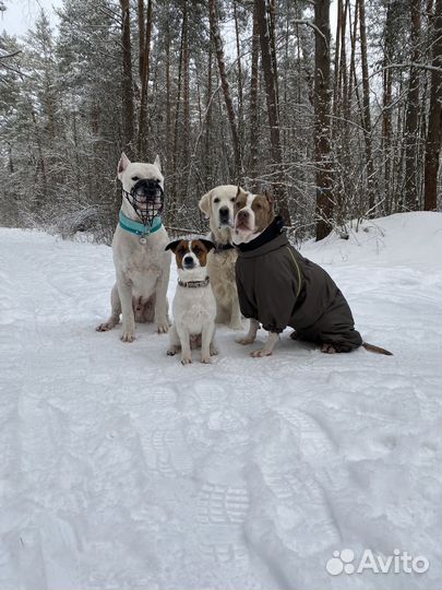 Передержка собак