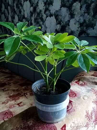 Шеффлера 2шт в одном