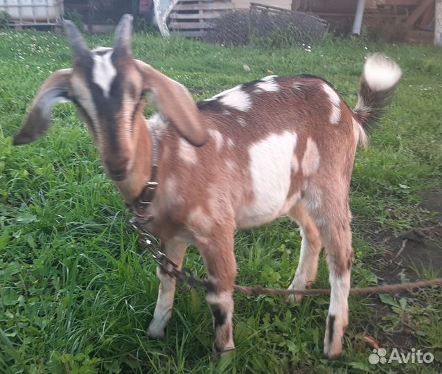 Нубийская козочка