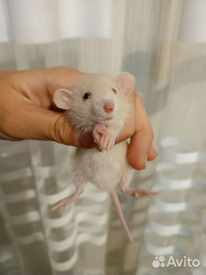 Редкие Крысы
