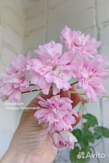 Пеларгония герань