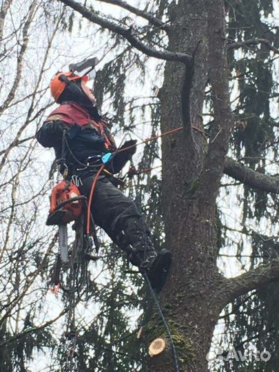 Спил деревьев