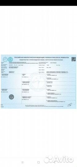 Документы для ваших собак и кошек