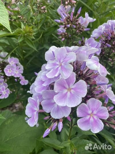 Флоксы различных сортов